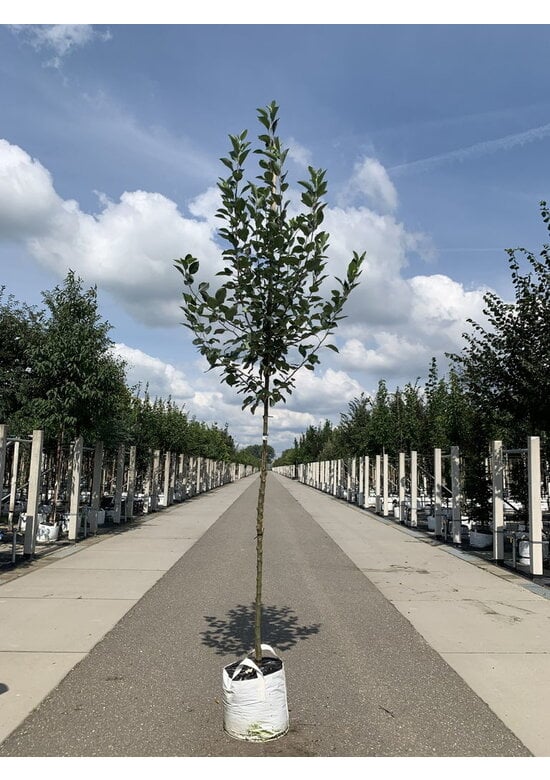 Apfelbaum - Herbstapfel 'Cox Orange Pippin' | Malus domestica 'Cox Orange Pippin'