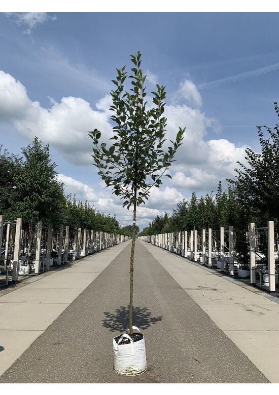 Apfelbaum - Herbstapfel 'Cox Orange Pippin' | Malus domestica 'Cox Orange Pippin'