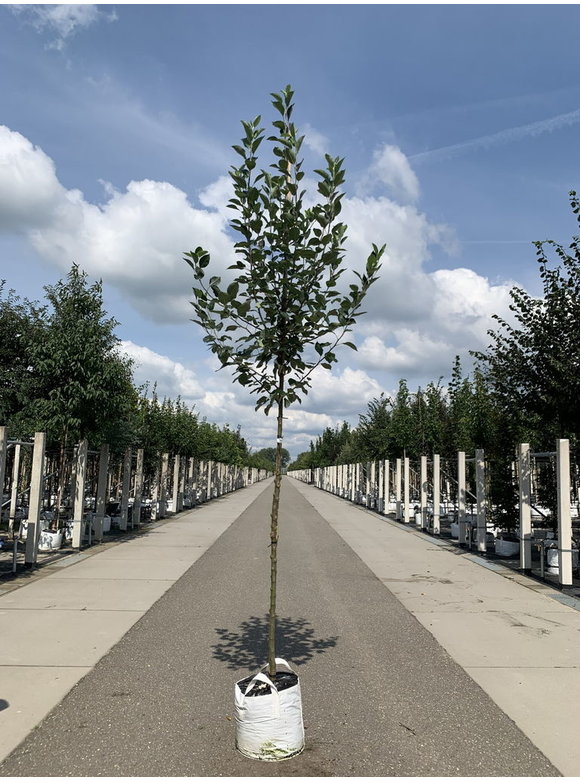 Apfelbaum - Herbstapfel 'Cox Orange Pippin' | Malus domestica 'Cox Orange Pippin' Apfelbaum - Herbstapfel 'Cox Orange Pippin' | Malus domestica 'Cox Orange Pippin'