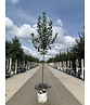Apfelbaum - Herbstapfel 'Cox Orange Pippin' | Malus domestica 'Cox Orange Pippin' Apfelbaum - Herbstapfel 'Cox Orange Pippin' | Malus domestica 'Cox Orange Pippin'