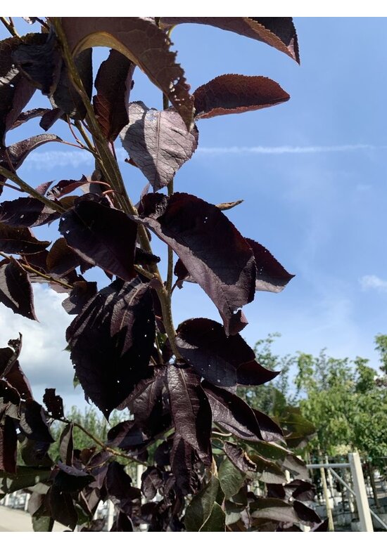 Virginische Traubenkirsche 'Shubert' | Prunus virginiana 'Shubert'