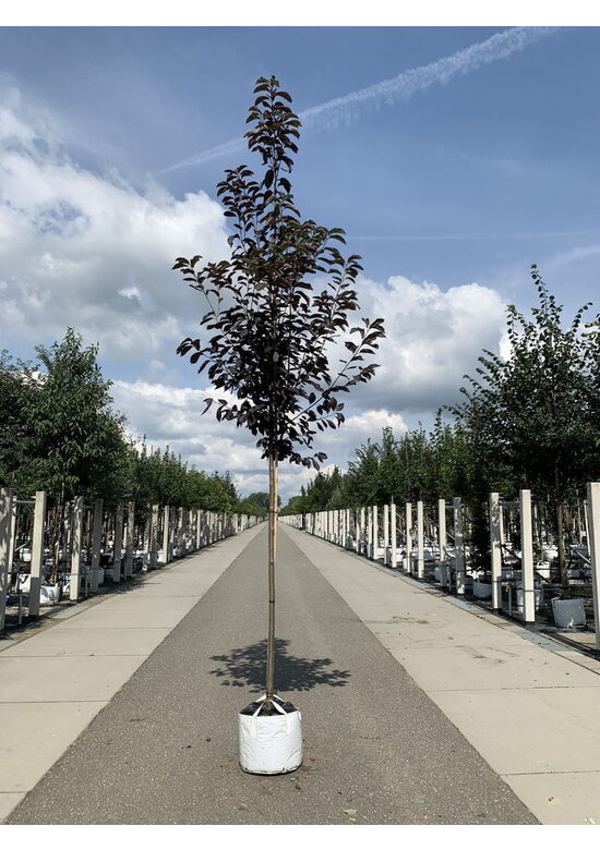 Virginische Traubenkirsche 'Shubert' | Prunus virginiana 'Shubert'