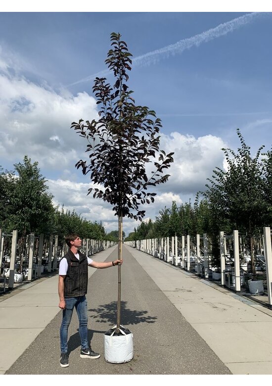 Virginische Traubenkirsche 'Shubert' | Prunus virginiana 'Shubert'