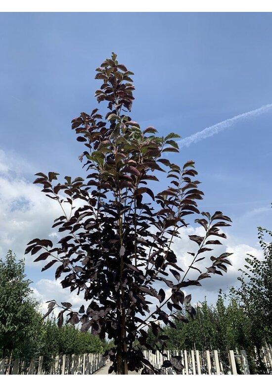 Virginische Traubenkirsche 'Shubert' | Prunus virginiana 'Shubert'