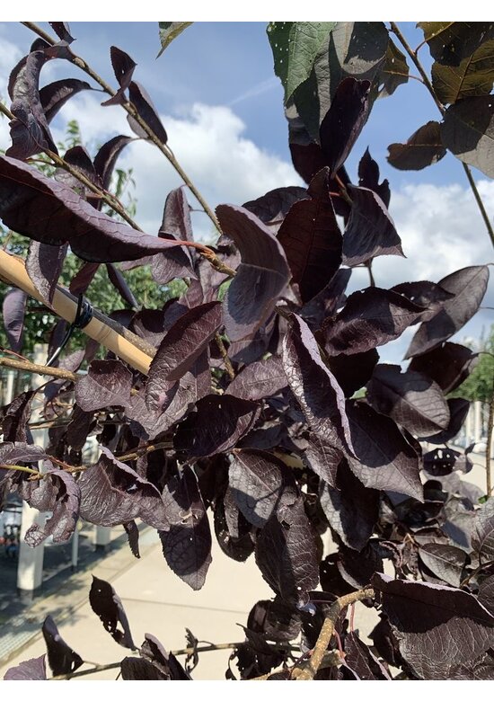 Virginische Traubenkirsche 'Shubert' | Prunus virginiana 'Shubert'