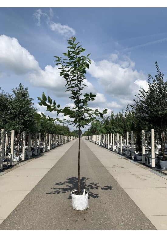 Süßkirsche 'Hedelfinger Riesenkirsche' | Prunus 'Hedelfinger Riesenkirsche'