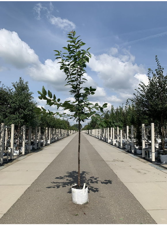 Süßkirsche 'Hedelfinger Riesenkirsche' | Prunus 'Hedelfinger Riesenkirsche' Süßkirsche 'Hedelfinger Riesenkirsche' | Prunus 'Hedelfinger Riesenkirsche'