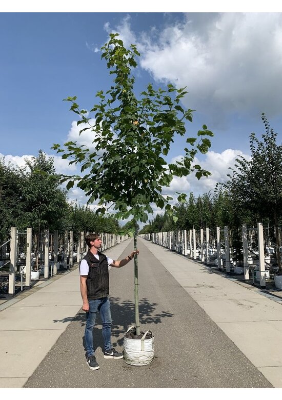 Amerikanischer Streifen-Ahorn | Acer pensylvanicum