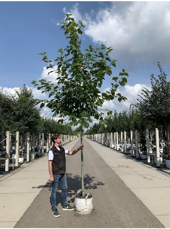 Amerikanischer Streifen-Ahorn | Acer pensylvanicum Amerikanischer Streifen-Ahorn | Acer pensylvanicum
