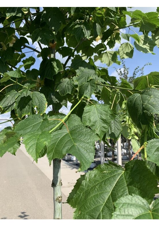 Amerikanischer Streifen-Ahorn | Acer pensylvanicum