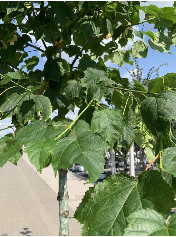 Amerikanischer Streifen-Ahorn | Acer pensylvanicum Amerikanischer Streifen-Ahorn | Acer pensylvanicum