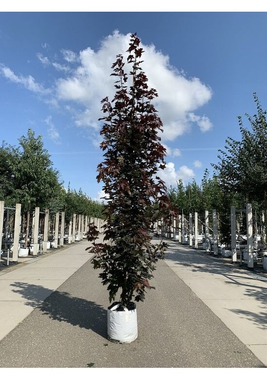 Säulen Blutahorn Stammbusch | Acer platanoides 'Crimson Sentry'