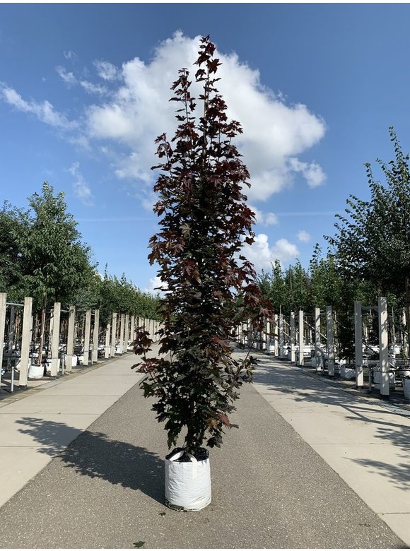 Spitzahorn 'Crimson Sentry' - Stammbusch | Acer platanoides 'Crimson Sentry' Spitzahorn 'Crimson Sentry' - Stammbusch | Acer platanoides 'Crimson Sentry'