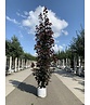 Säulen Blutahorn 'Crimson Sentry' | Acer platanoides 'Crimson Sentry'