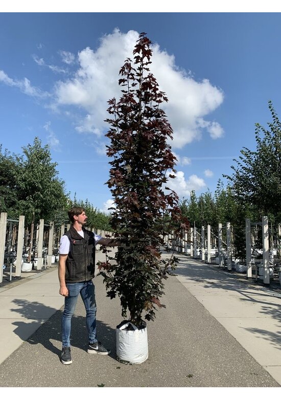Säulen Blutahorn Stammbusch | Acer platanoides 'Crimson Sentry'