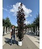 Säulen Blutahorn 'Crimson Sentry' | Acer platanoides 'Crimson Sentry'