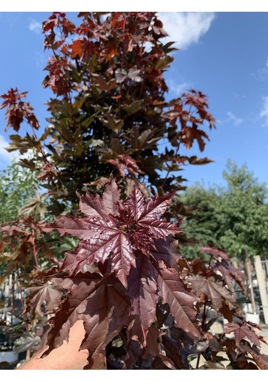 Säulen Blutahorn Stammbusch | Acer platanoides 'Crimson Sentry'