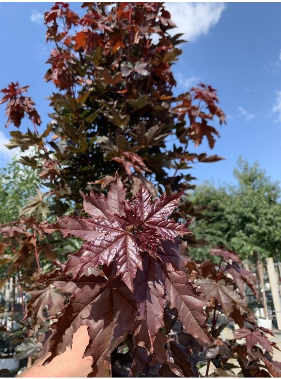 Spitzahorn 'Crimson Sentry' - Stammbusch | Acer platanoides 'Crimson Sentry' Spitzahorn 'Crimson Sentry' - Stammbusch | Acer platanoides 'Crimson Sentry'