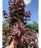 Säulen Blutahorn Stammbusch | Acer platanoides 'Crimson Sentry'
