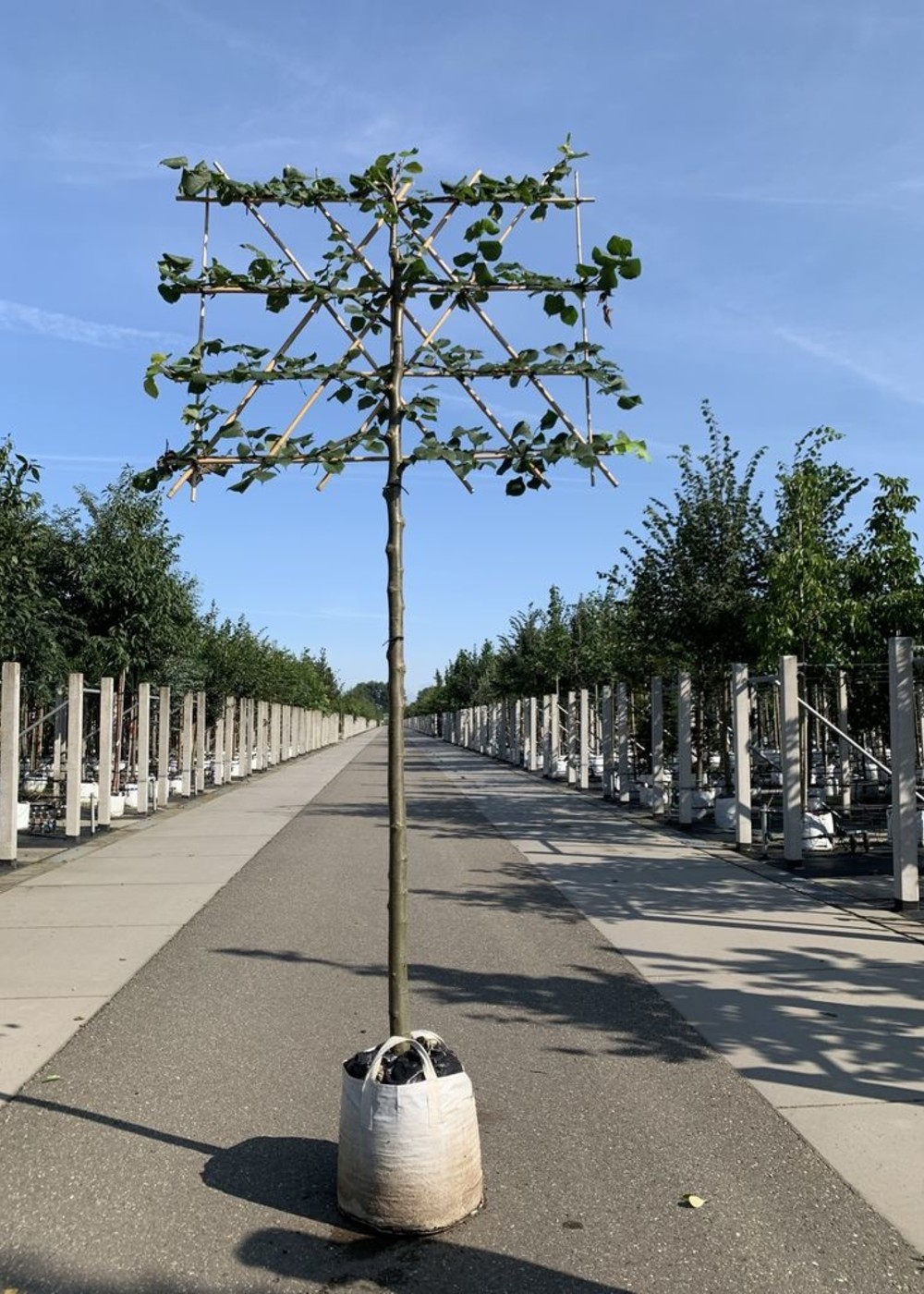 Spalier Linde | Tilia Palida Spalierbaum Spalier Linde | Tilia Palida Spalierbaum