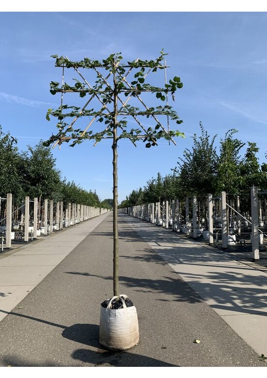 kaiserlinde spalier | Tilia europaea Pallida