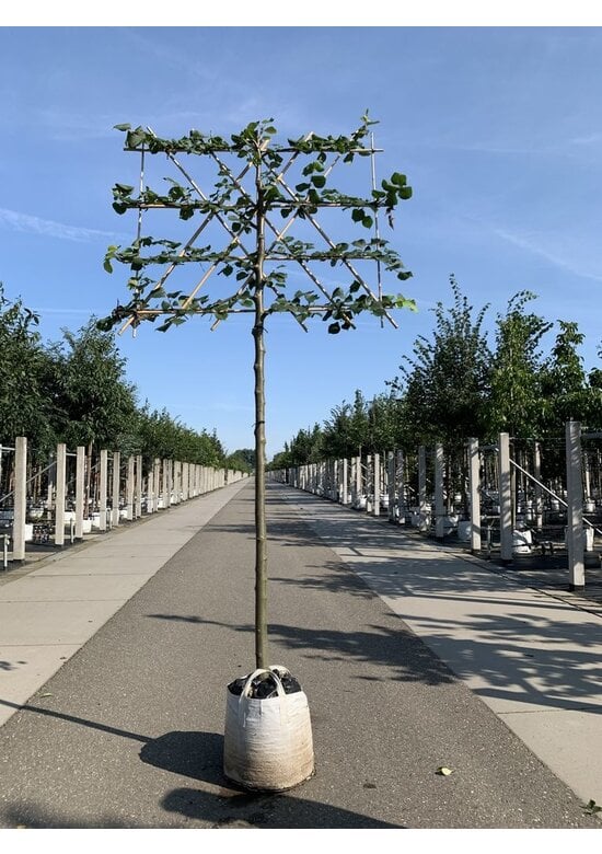 kaiserlinde spalier | Tilia europaea Pallida