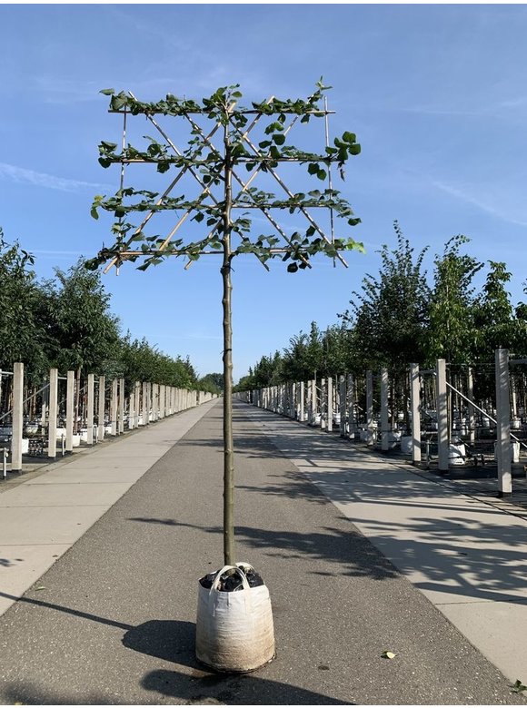 Spalier-Linde - Spalierbaum | Tilia Pallida Spalier-Linde - Spalierbaum | Tilia Pallida