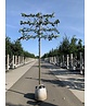 kaiserlinde spalier | Tilia europaea Pallida