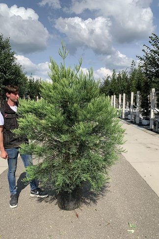 Kalifornischer Berg-Mammutbaum - Riesenmammutbaum | Sequoiadendron giganteum
