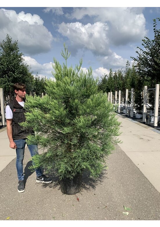 Kalifornischer Berg-Mammutbaum - Riesenmammutbaum | Sequoiadendron giganteum