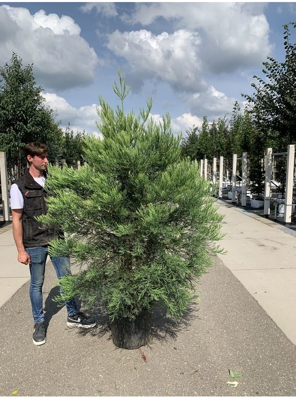 Kalifornischer Berg-Mammutbaum - Riesenmammutbaum | Sequoiadendron giganteum Kalifornischer Berg-Mammutbaum - Riesenmammutbaum | Sequoiadendron giganteum
