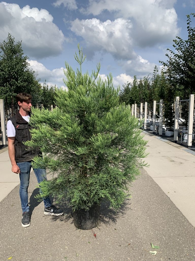 Mammutbaum Bonsai Topf Seedeo 3x Berg-Mammutbaum Pflanzen 2 Jahre Alt -  Sequoiadendron Giganteum Winterhart