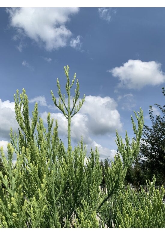 Kalifornischer Berg-Mammutbaum - Riesenmammutbaum | Sequoiadendron giganteum