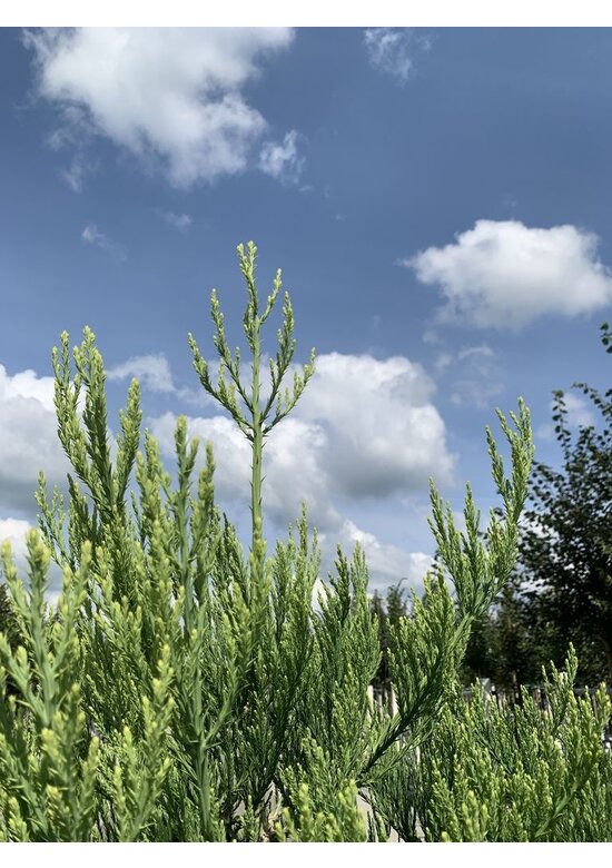 Kalifornischer Berg-Mammutbaum - Riesenmammutbaum | Sequoiadendron giganteum