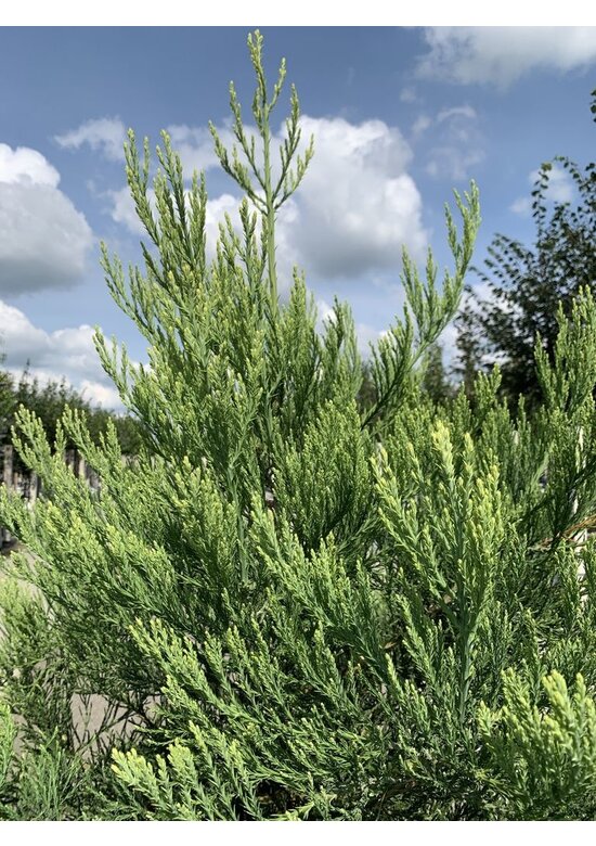 Kalifornischer Berg-Mammutbaum - Riesenmammutbaum | Sequoiadendron giganteum