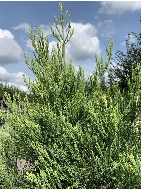 Kalifornischer Berg-Mammutbaum - Riesenmammutbaum | Sequoiadendron giganteum Kalifornischer Berg-Mammutbaum - Riesenmammutbaum | Sequoiadendron giganteum