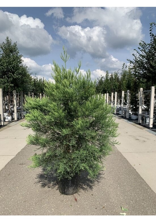 Kalifornischer Berg-Mammutbaum - Riesenmammutbaum | Sequoiadendron giganteum