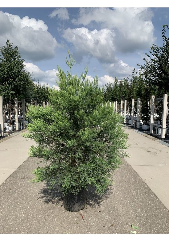 Kalifornischer Berg-Mammutbaum - Riesenmammutbaum | Sequoiadendron giganteum