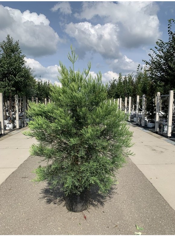 Kalifornischer Berg-Mammutbaum - Riesenmammutbaum | Sequoiadendron giganteum Kalifornischer Berg-Mammutbaum - Riesenmammutbaum | Sequoiadendron giganteum