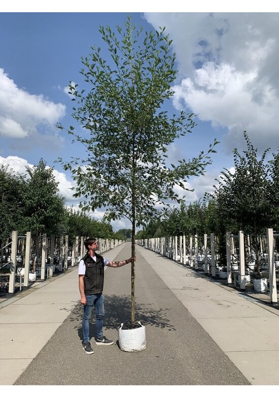 Schlitzblättrige Schwarz-Erle 'Laciniata' | Alnus glutinosa 'Laciniata'