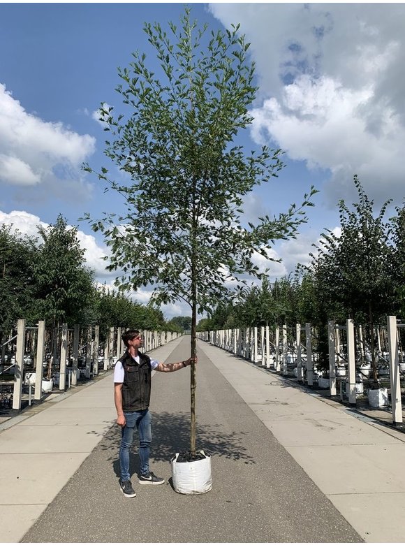 Schlitzblättrige Schwarz-Erle 'Laciniata' | Alnus glutinosa 'Laciniata' Schlitzblättrige Schwarz-Erle 'Laciniata' | Alnus glutinosa 'Laciniata'