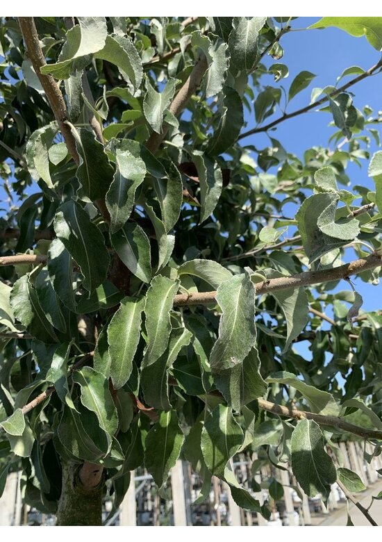 Schneebirne | Pyrus nivalis Schneebirne | Pyrus nivalis