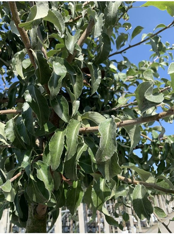 Schneebirne | Pyrus nivalis Schneebirne | Pyrus nivalis