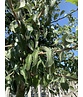Schneebirne | Pyrus nivalis Schneebirne | Pyrus nivalis