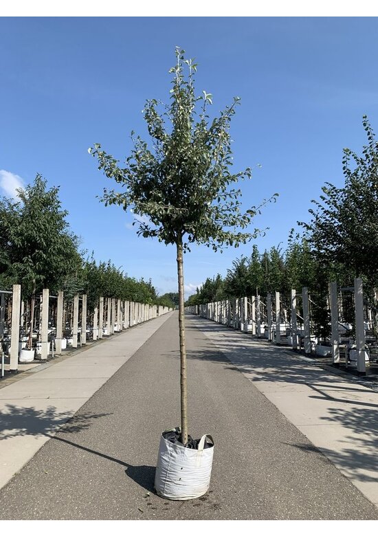 Schneebirne | Pyrus nivalis