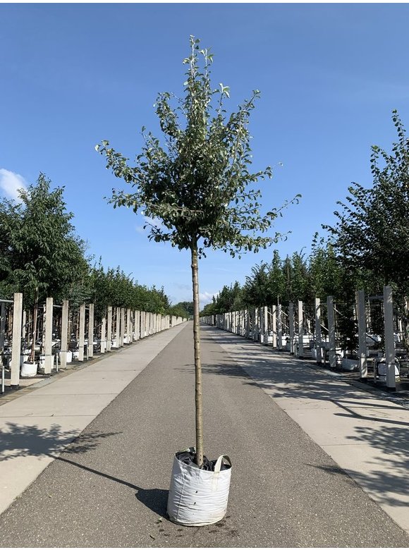 Schneebirne | Pyrus nivalis Schneebirne | Pyrus nivalis