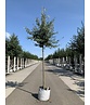 Schneebirne | Pyrus nivalis Schneebirne | Pyrus nivalis
