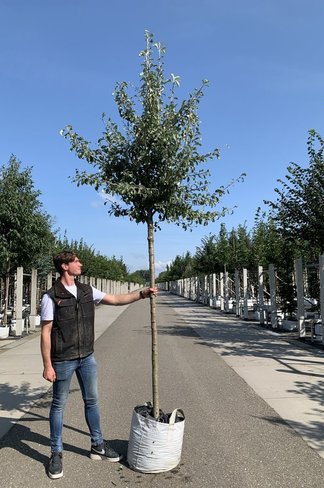 Schneebirne | Pyrus nivalis