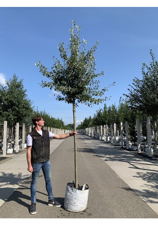 Schneebirne | Pyrus nivalis Schneebirne | Pyrus nivalis
