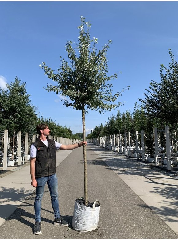 Schneebirne | Pyrus nivalis Schneebirne | Pyrus nivalis